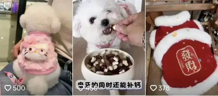 2026 宠物带货新玩法!1.5 万粉丝撬动 18.7 万人橱窗跟买-知峰社